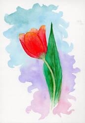 A Tulip