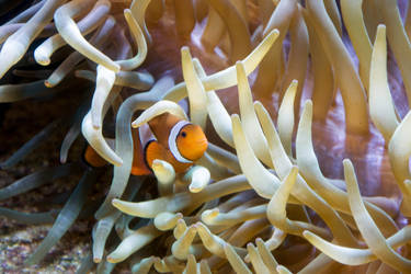 Amphiprion ocellaris by Chmut