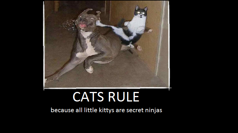 cats rule