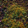 Texture_forest_foliage