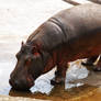 Hippo