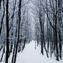 Snow landscape