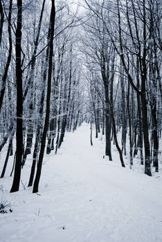 Snow landscape