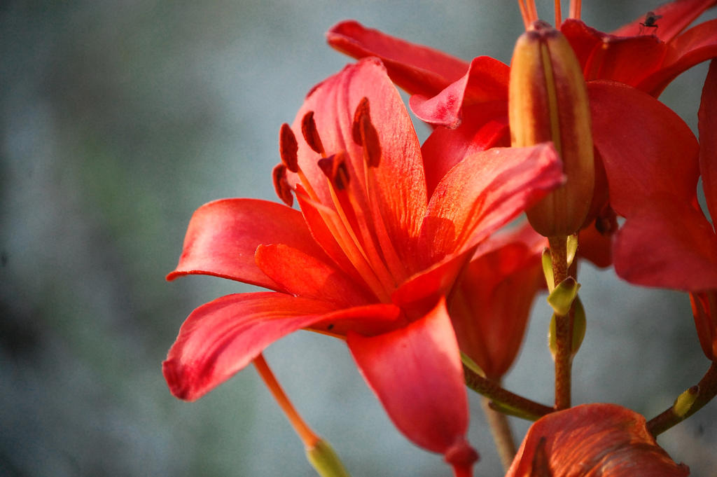 a red lily IV by darkmoon902 on DeviantArt