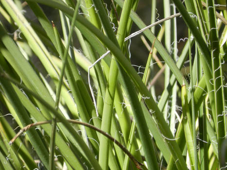 Blades of Grass