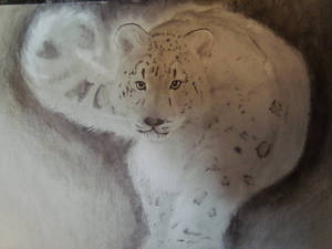 Snow leopard