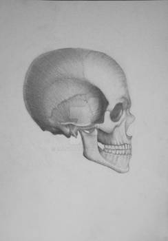 Skull