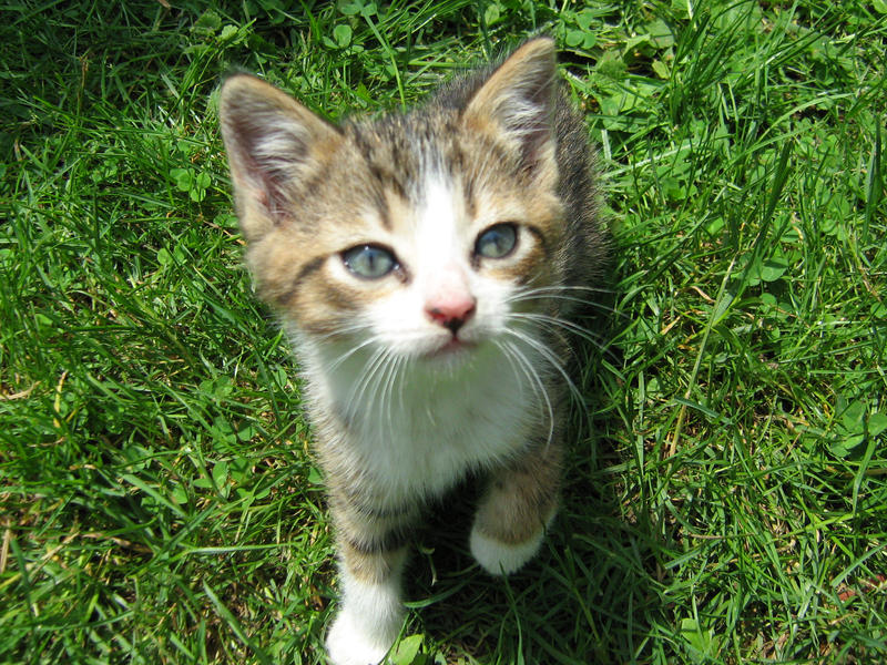 Curious Kitten