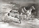 zebras by imcy