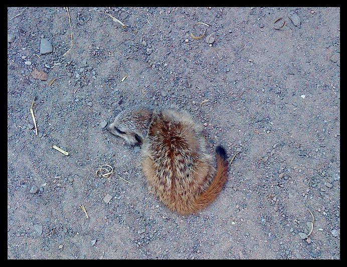 Sleepy Meerkat pup.