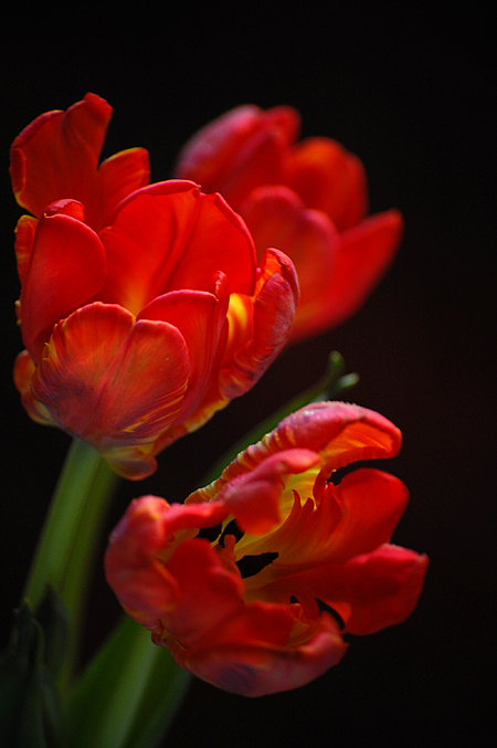 Tulips