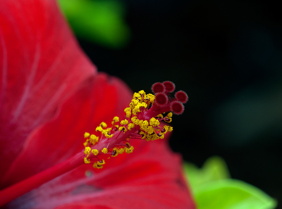 Hibiscus