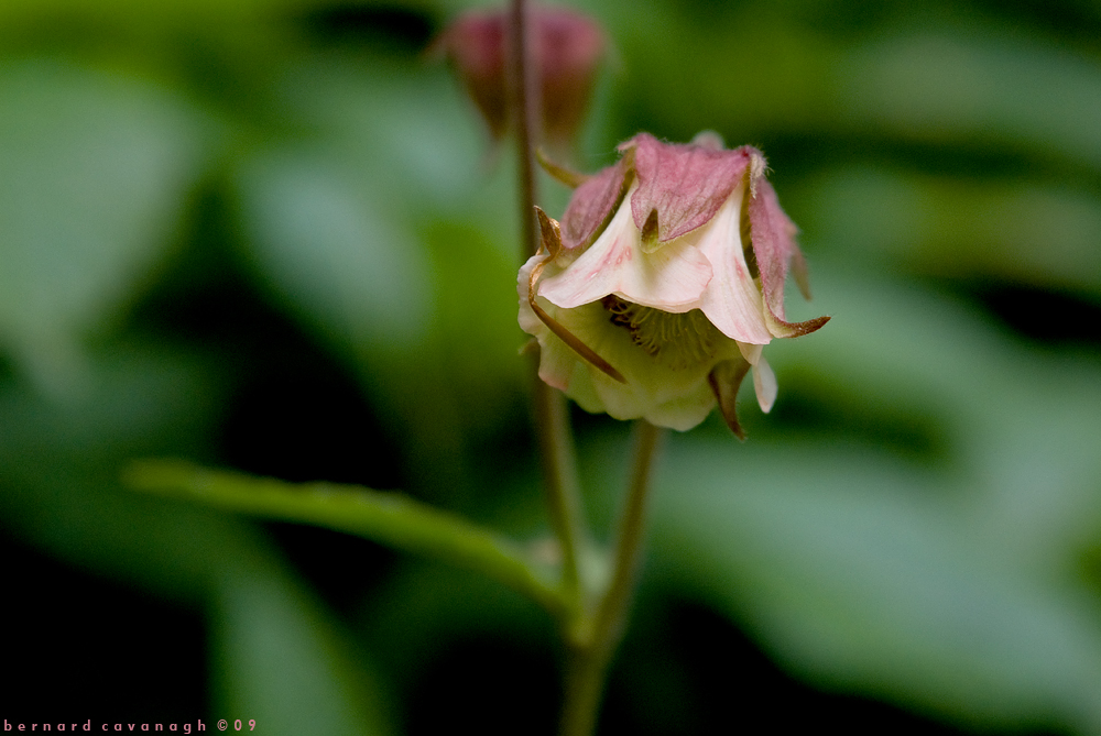 Aquilegia _ Granny's Bonnet