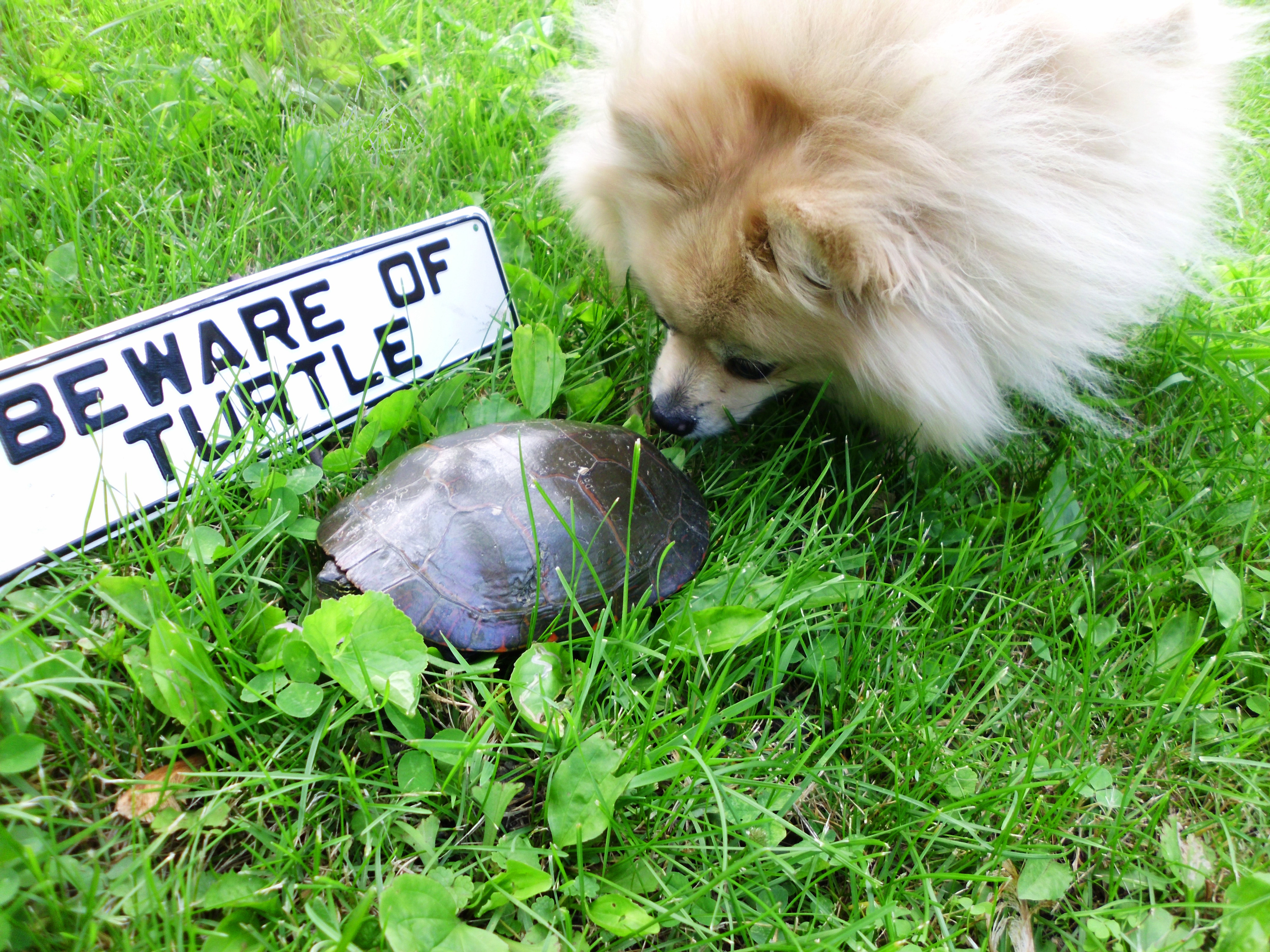 A Dog's Curiosity about Turtle