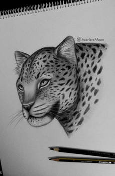 Leopard study