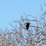 bald eagle taking off 2