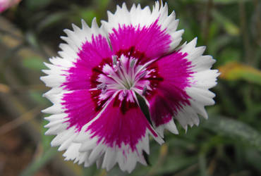 Dianthus Up Close