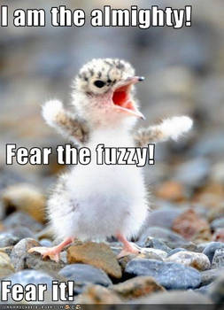 FUZZY!!