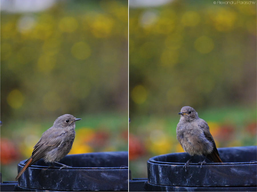 Redstart