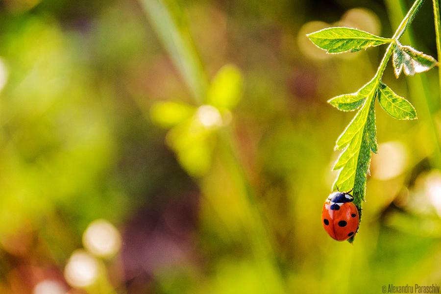 A ladybug's story II