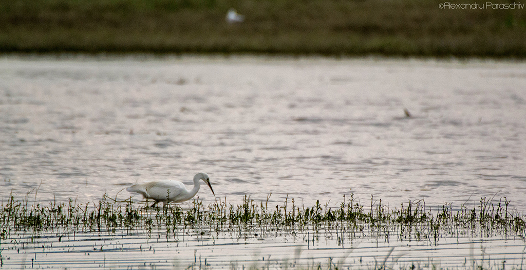 Little Egret (Egretta garzetta)