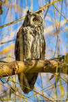 Long-eared Owl by AlecsPS