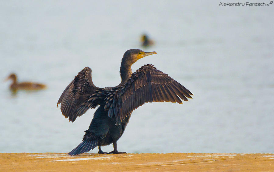 Great Cormorant