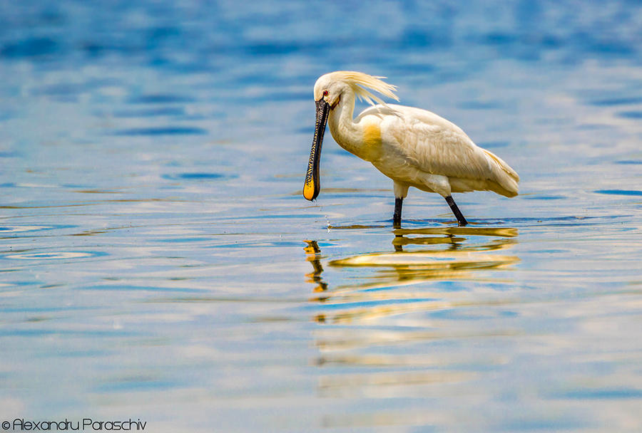 Eurasian spoonbill