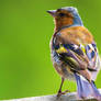 Common Chaffinch