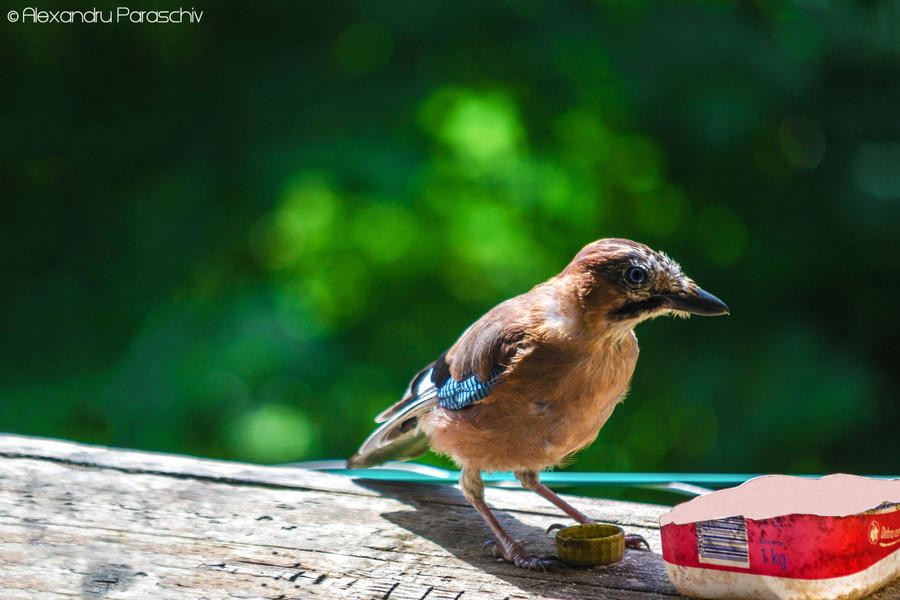 Eurasian jay