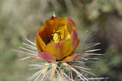 Cholla by justmeina
