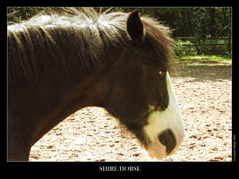 ShireHorse