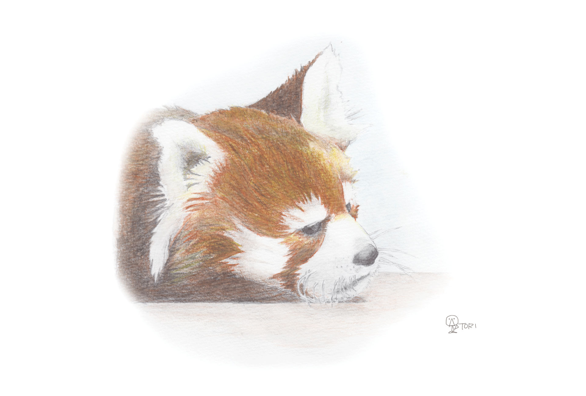 Lesser Panda