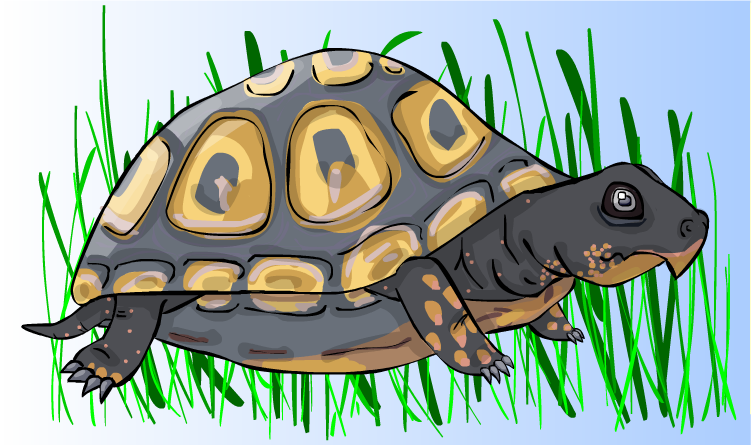 Turtle