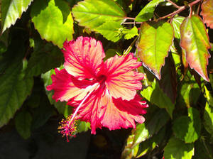 Hibiscous