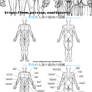 Male and female  Body muscles and Solutions