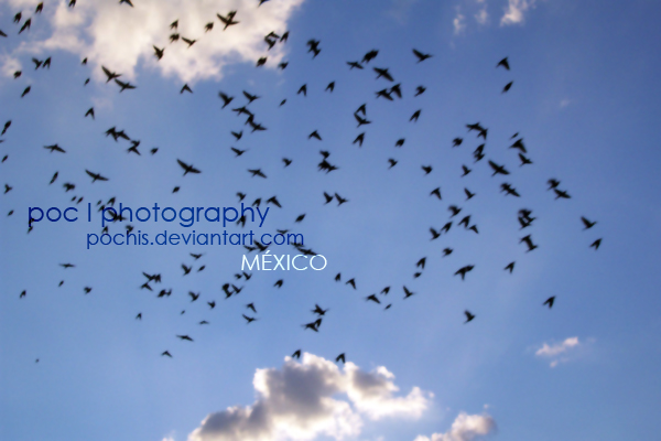 POC_FOTOS_DGO-MEXICO