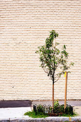 Charlie Brown's Lonely Tree