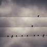 Birds on wire