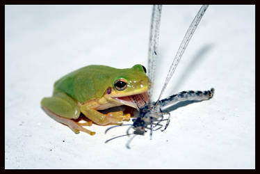 Treefrog eating Dragonfly