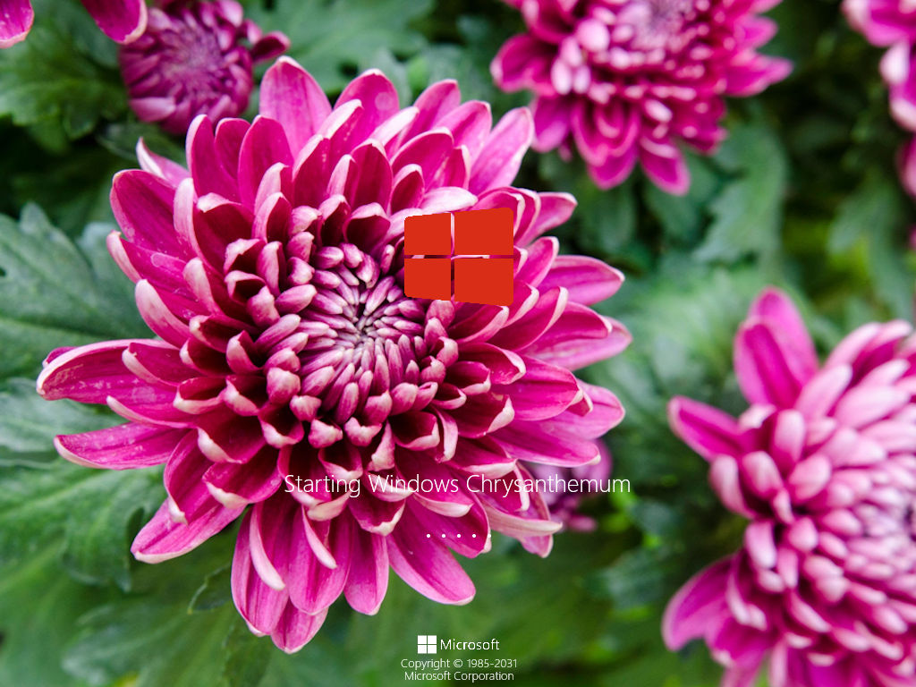 Windows Chrysanthemum by jeatloh on DeviantArt