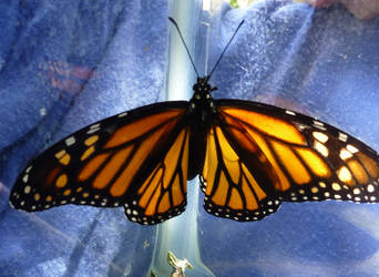 Butterflyblue (1)