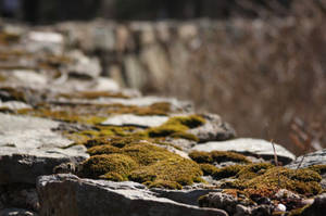 moss wall