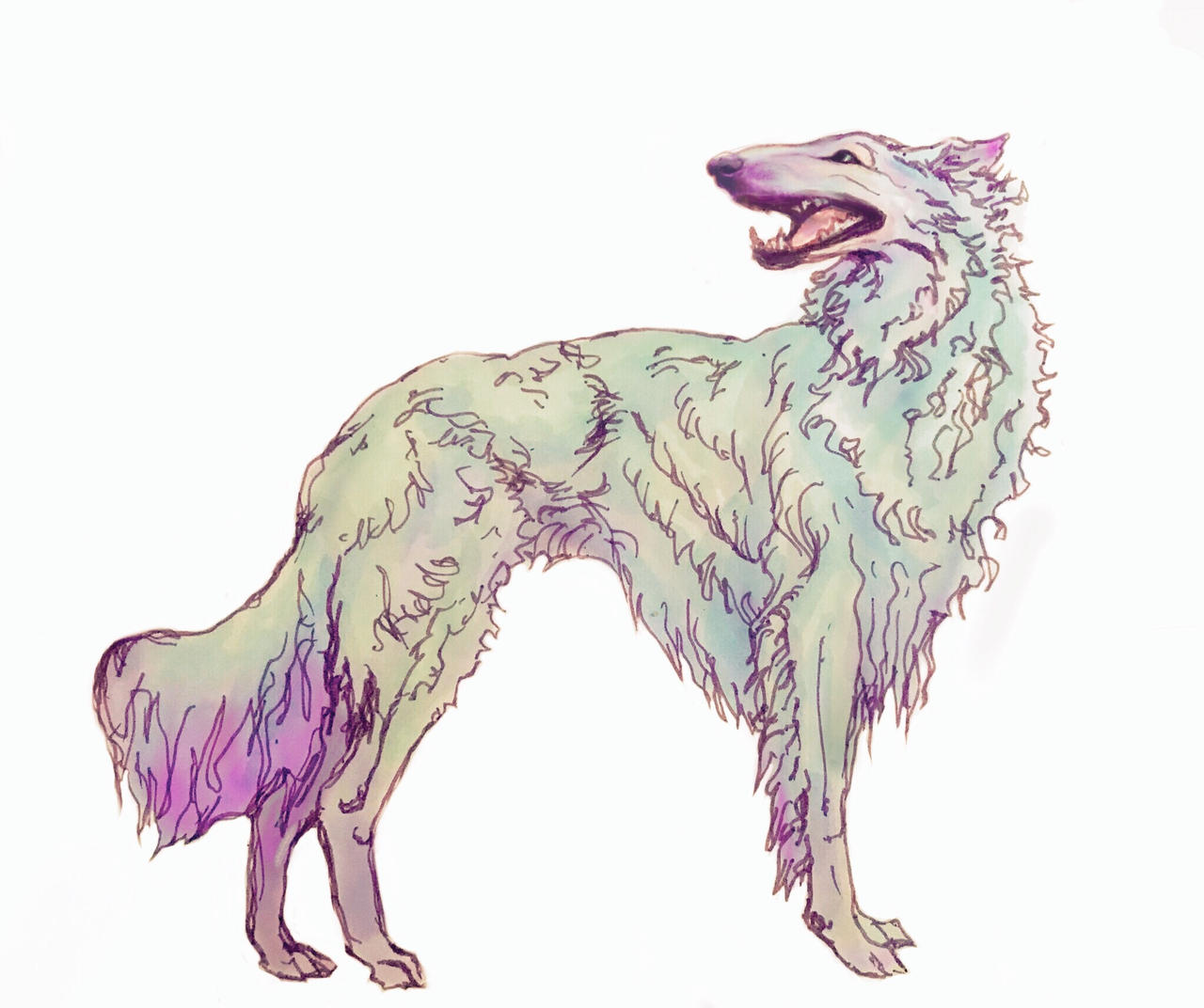 Succulent colored borzoi