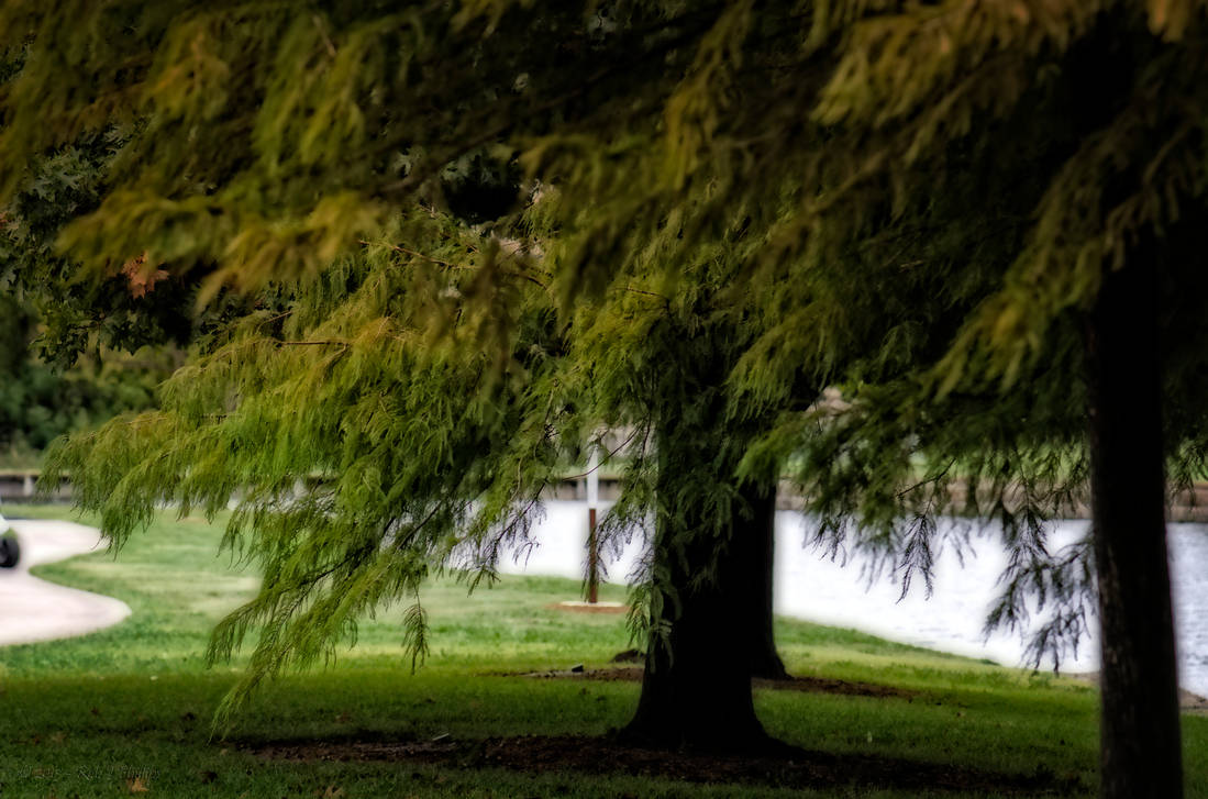 Riverside Trees by robjphillips on DeviantArt