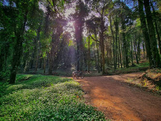 The climb - Vuiva, Sintra