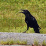 Hot Crow