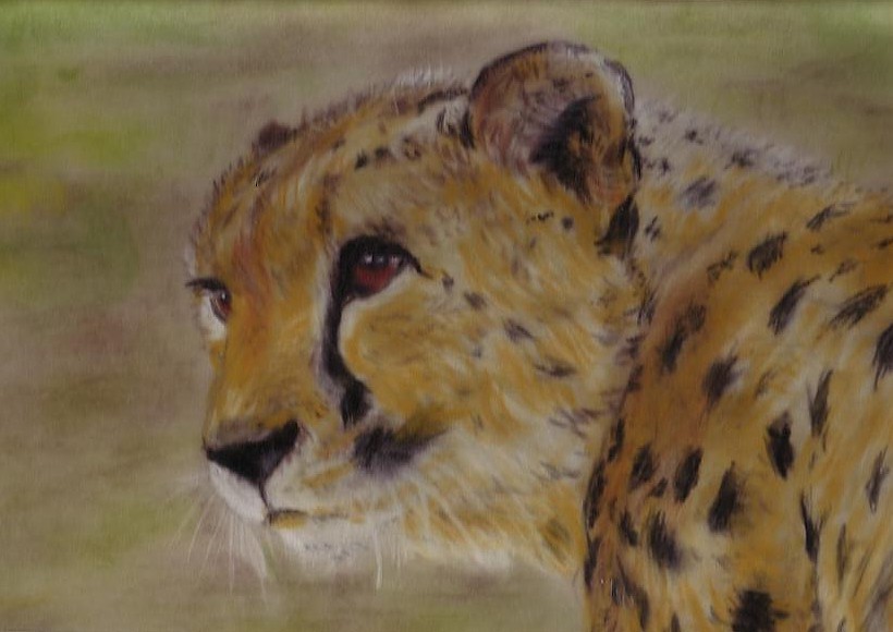 Cheetah