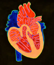 Human Heart Diagram