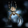 Araneus